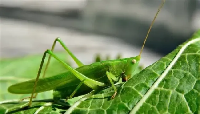 蝗虫种类大全