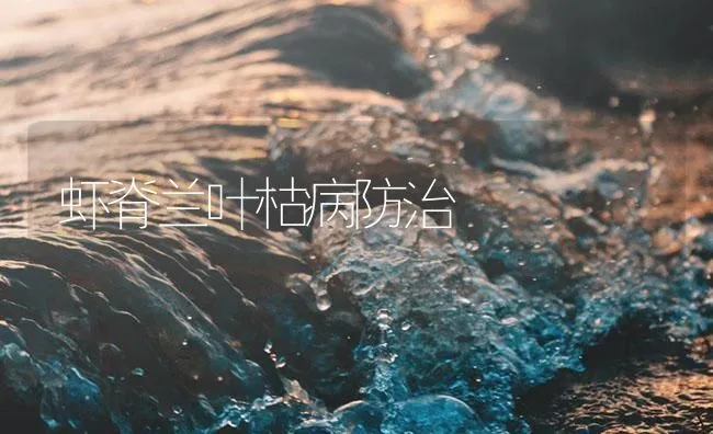 虾脊兰叶枯病防治 | 海水养殖技术