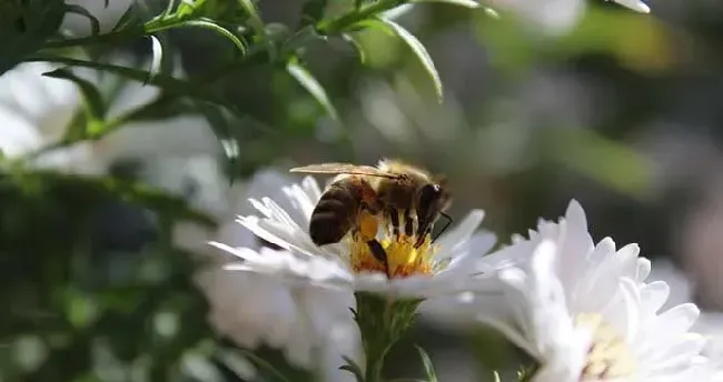 蜜蜂多久出一批工蜂？