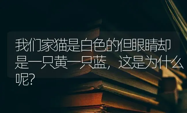 我们家猫是白色的但眼睛却是一只黄一只蓝，这是为什么呢？ | 动物养殖问答