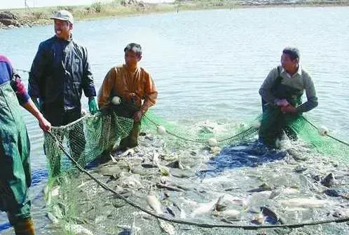 五月份常规淡水鱼养殖管理要把握三方面措施