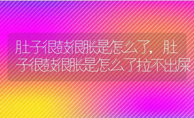 肚子很鼓很胀是怎么了,肚子很鼓很胀是怎么了拉不出屎 | 宠物百科知识