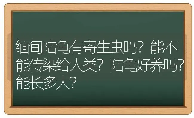 猫咪血尿不排便是怎么回事？ | 动物养殖问答