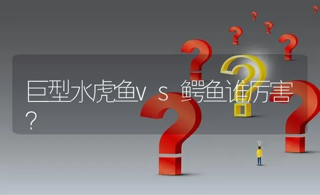 巨型水虎鱼vs鳄鱼谁厉害？ | 鱼类宠物饲养