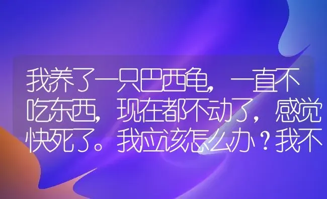 我养了一只巴西龟，一直不吃东西，现在都不动了，感觉快死了。我应该怎么办？我不想它死掉？ | 动物养殖问答