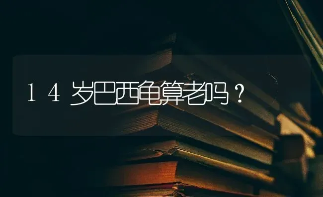 4个月拉布拉多怎么训练才听话的？ | 动物养殖问答