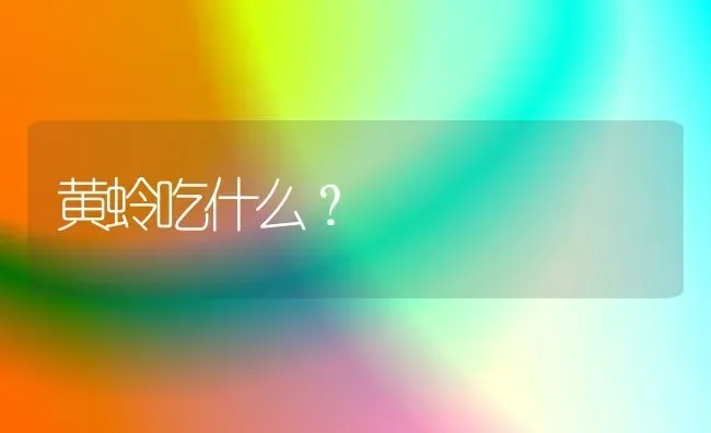 黄蛉吃什么？ | 动物养殖问答