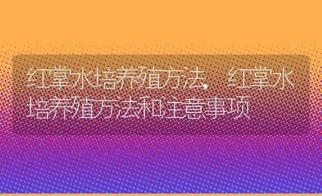 红掌水培养殖方法,红掌水培养殖方法和注意事项 | 宠物百科知识