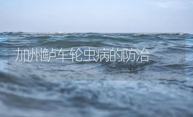 加州鲈车轮虫病的防治 | 海水养殖技术