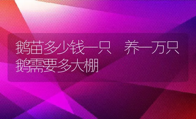 鹅苗多少钱一只 养一万只鹅需要多大棚 | 动物养殖百科