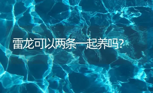 七彩神仙鱼吃虾干吗？ | 鱼类宠物饲养