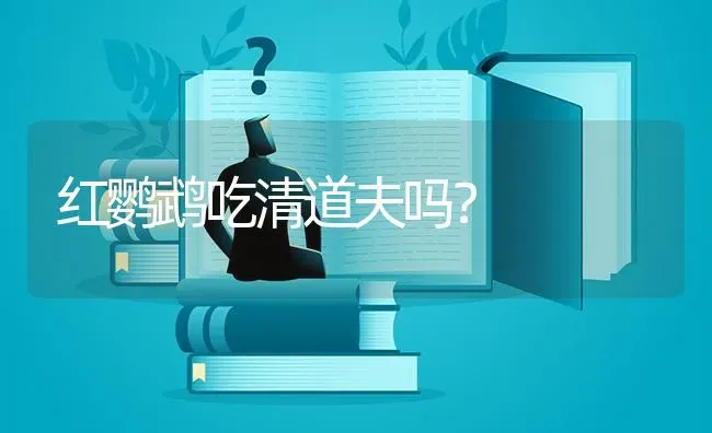 红鹦鹉吃清道夫吗？ | 鱼类宠物饲养