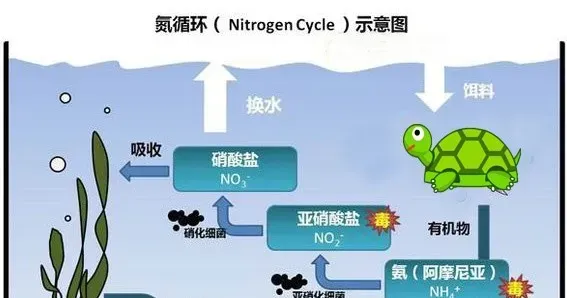 技术讲解:养乌龟到底用不用底沙？如果用，哪一种最合适？