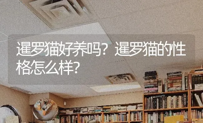 暹罗猫好养吗？暹罗猫的性格怎么样？ | 动物养殖问答