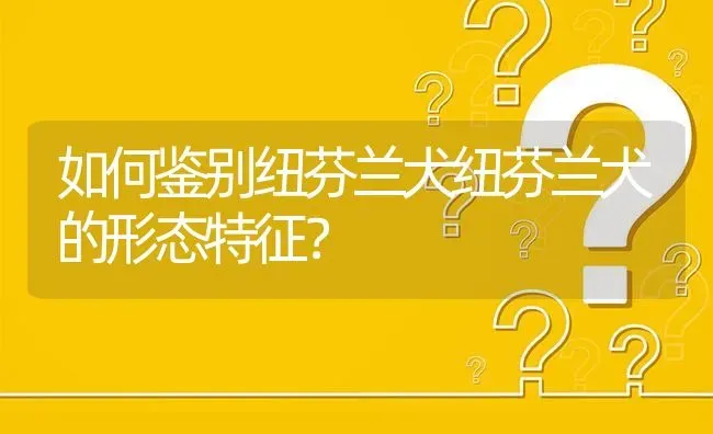 如何鉴别纽芬兰犬纽芬兰犬的形态特征？ | 动物养殖问答