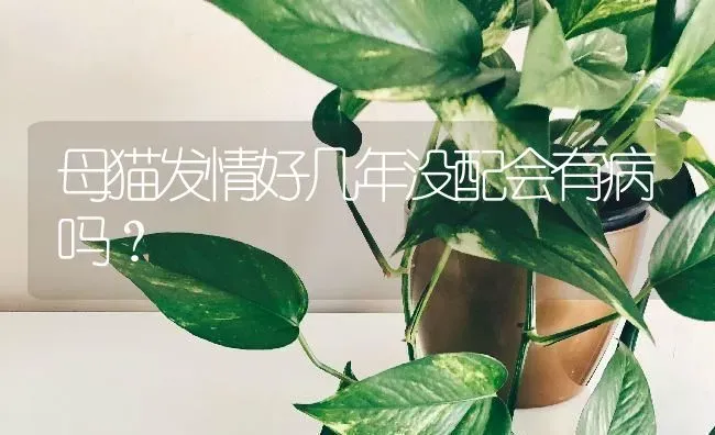 母猫发情好几年没配会有病吗？ | 动物养殖问答