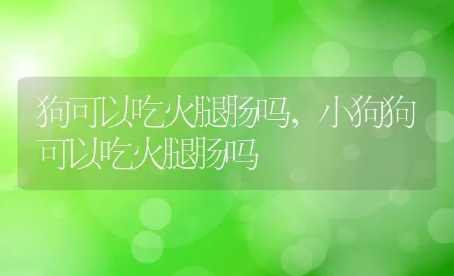 狗可以吃火腿肠吗,小狗狗可以吃火腿肠吗 | 宠物百科知识