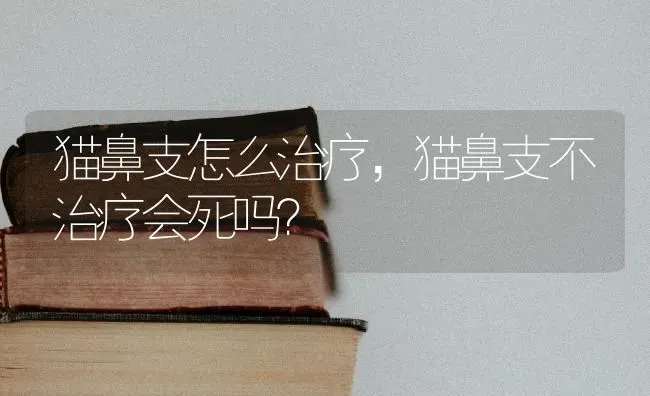 猫鼻支怎么治疗，猫鼻支不治疗会死吗？ | 动物养殖问答