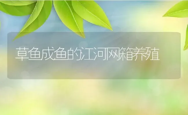 草鱼成鱼的江河网箱养殖 | 动物养殖百科