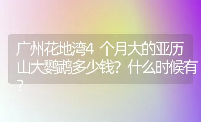 广州花地湾4个月大的亚历山大鹦鹉多少钱？什么时候有？ | 动物养殖问答