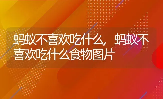 蚂蚁不喜欢吃什么,蚂蚁不喜欢吃什么食物图片 | 宠物百科知识