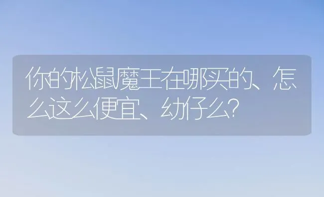 你的松鼠魔王在哪买的、怎么这么便宜、幼仔么？ | 动物养殖问答