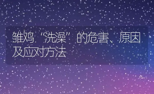 雏鸡“洗澡”的危害、原因及应对方法 | 动物养殖百科