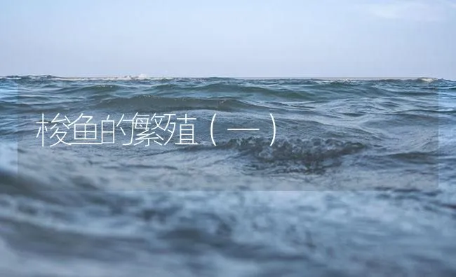 梭鱼的繁殖（一） | 海水养殖技术