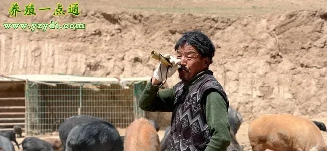 公野猪饲养管理细则