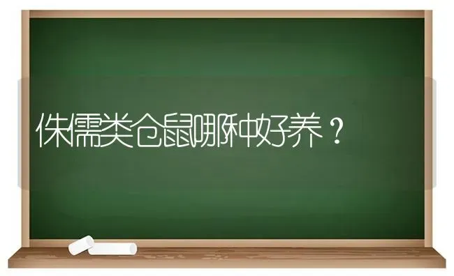 侏儒类仓鼠哪种好养？ | 动物养殖问答