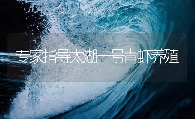 专家指导太湖一号青虾养殖 | 海水养殖技术