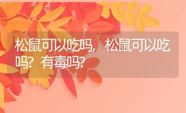 松鼠可以吃吗,松鼠可以吃吗?有毒吗? | 宠物百科知识