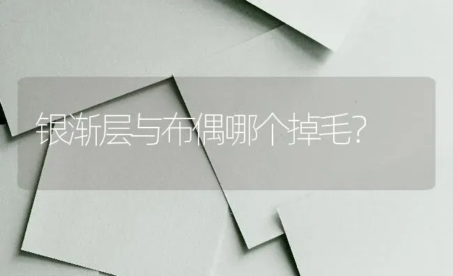 银渐层与布偶哪个掉毛？ | 动物养殖问答