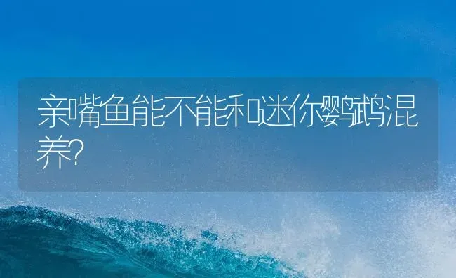 亲嘴鱼能不能和迷你鹦鹉混养？ | 鱼类宠物饲养