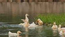 鸭坏死性肠炎