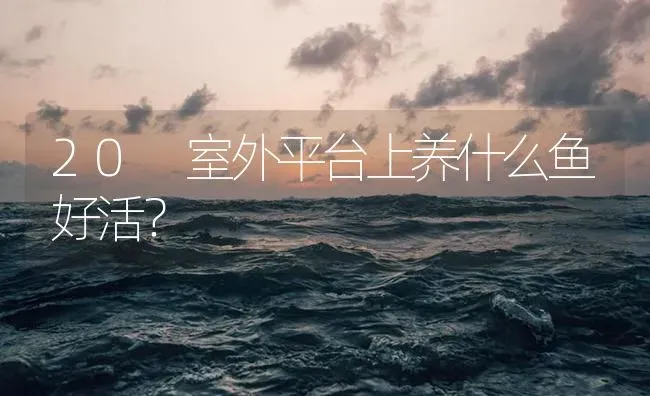 弹涂鱼是什么？ | 鱼类宠物饲养