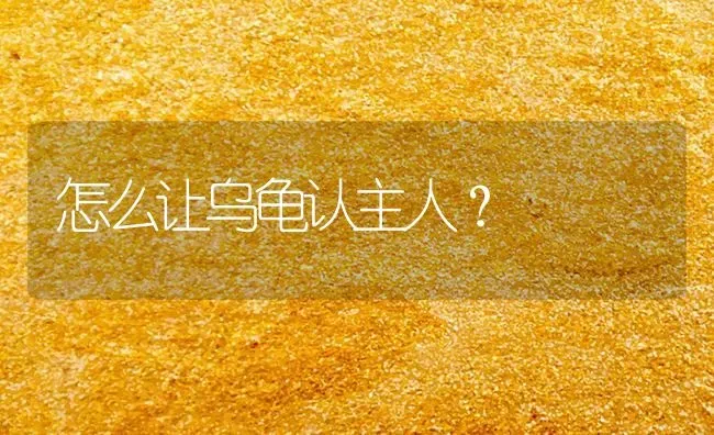 怎么让乌龟认主人？ | 动物养殖问答
