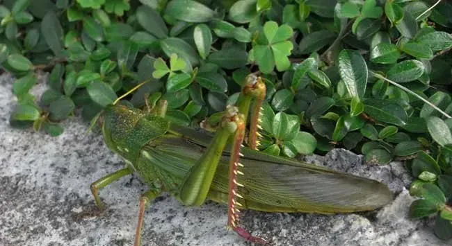 蝗虫种类大全