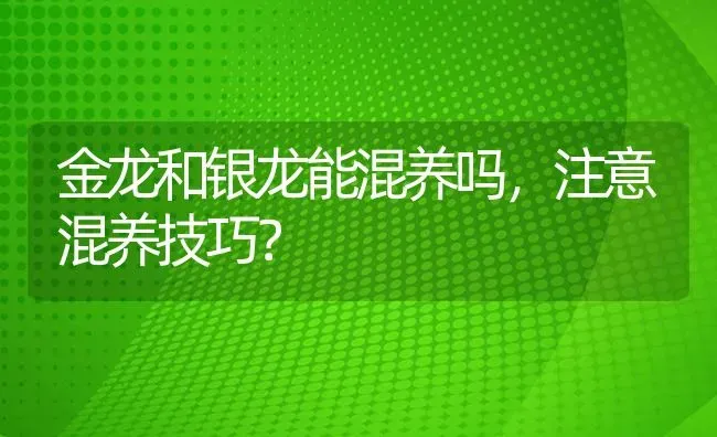 金龙和银龙能混养吗，注意混养技巧？ | 鱼类宠物饲养