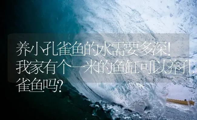 养小孔雀鱼的水需要多深！我家有个一米的鱼缸可以养孔雀鱼吗？ | 鱼类宠物饲养