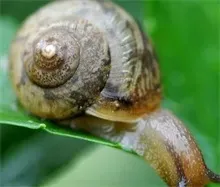 白玉蜗牛的室内箱式饲养技术