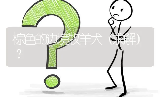 棕色的边境牧羊犬（求解）？ | 动物养殖问答