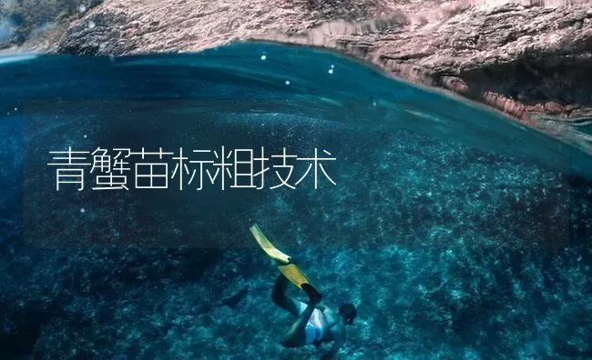 青蟹苗标粗技术 | 海水养殖技术