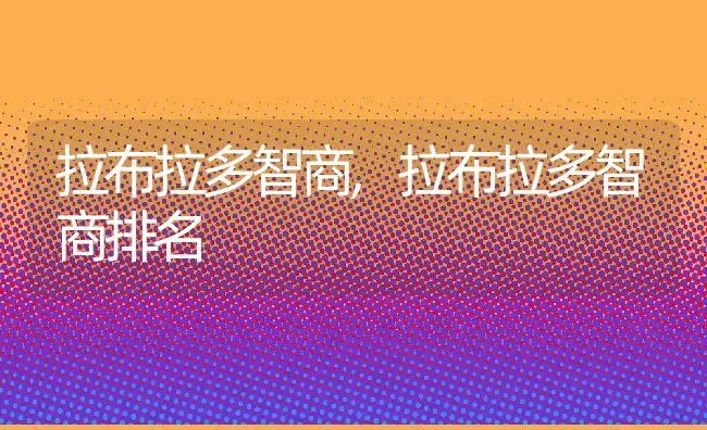 拉布拉多智商,拉布拉多智商排名 | 宠物百科知识