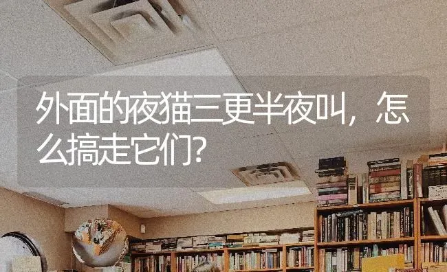 外面的夜猫三更半夜叫，怎么搞走它们？ | 动物养殖问答