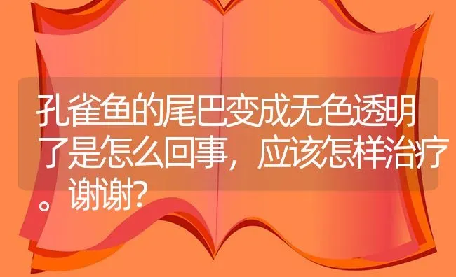 孔雀鱼的尾巴变成无色透明了是怎么回事，应该怎样治疗。谢谢？ | 鱼类宠物饲养