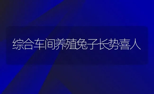 综合车间养殖兔子长势喜人 | 动物养殖教程