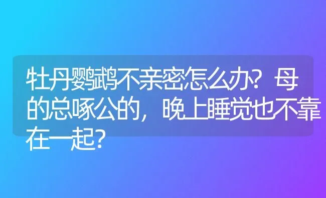 牡丹鹦鹉不亲密怎么办?母的总啄公的，晚上睡觉也不靠在一起？ | 动物养殖问答