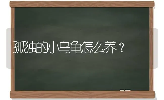 孤独的小乌龟怎么养？ | 动物养殖问答