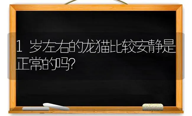 1岁左右的龙猫比较安静是正常的吗？ | 动物养殖问答